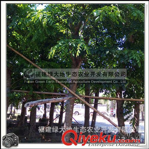 印度紫檀|落叶乔木|行道树|风景树|庭荫树