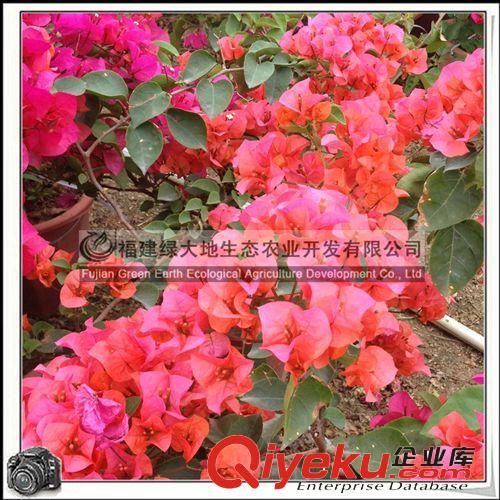 三角梅桩景 粉红色 花色可以选 支持混批