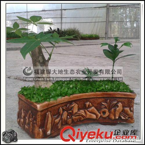 发财树 组合盆栽 桌面绿植