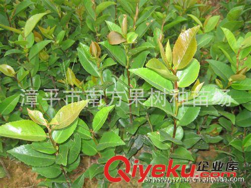 供应开花会有香味的茶花苗  烈香茶花扦插小苗  香茶花