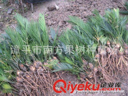 批发供应播种2年生铁树苗 苏铁苗 铁树小苗