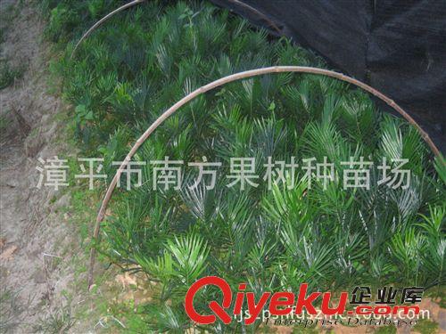 大量批发供应1年生苏铁 铁树苗