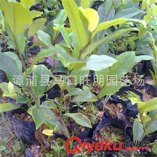 福建漳州优质红花含笑小苗种苗低价批发