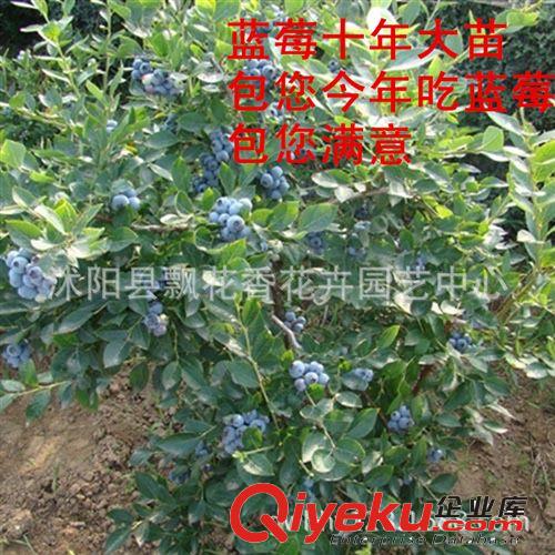 批发果树苗 蓝莓树苗 蓝莓苗10年大苗 北方种植 南方种植