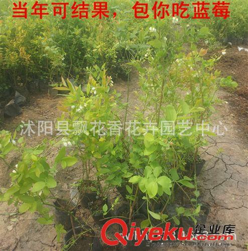 批发蓝莓树苗 蓝莓苗 南方果树 品种齐全 基地直销 保成活