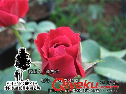 大量  批发红帽子月季花 绿化苗木 园林花卉  月月红  规格齐全