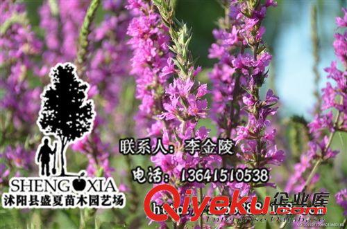 直销水生花卉 千屈菜水枝柳、水柳、对叶莲千屈菜科千屈菜苗