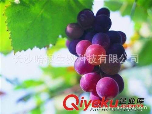 【十年厂家】供应{ctr} 葡萄粉 （Grape powder 可商检）