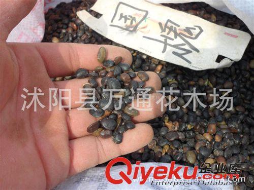 批发国槐种子 花卉种子 发芽率高 当年新采 投资价值高