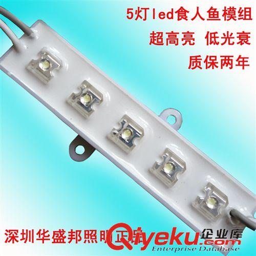 【企业集采】led食人鱼模组 5灯7512防水模组 食人鱼5灯模组批发