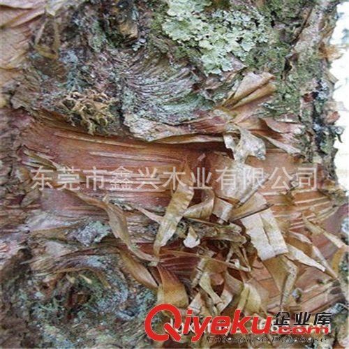 廠家供應(yīng)20mm（厘）優(yōu)質(zhì)樺木集成材 指接板 插接板 環(huán)保家具板材原始圖片3