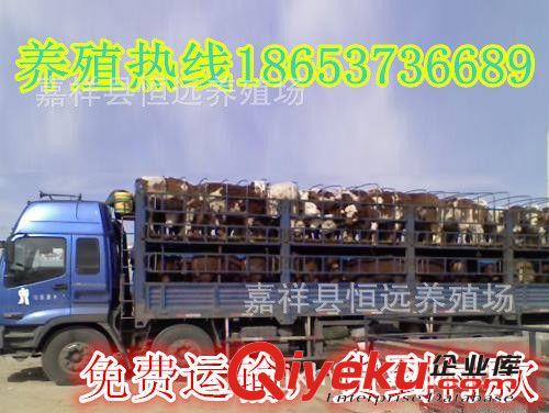 肉牛好養活嗎湖南省湘潭市黃牛好養活嗎原始圖片3