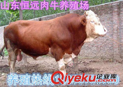 山東省濰坊市哪里賣肉牛犢哪里肉牛犢好