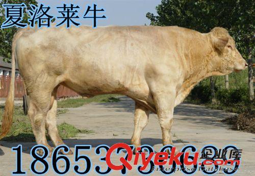 山東省濰坊市哪里賣肉牛犢哪里肉牛犢好原始圖片2