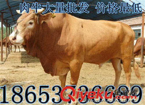 山東省濰坊市哪里賣肉牛犢哪里肉牛犢好