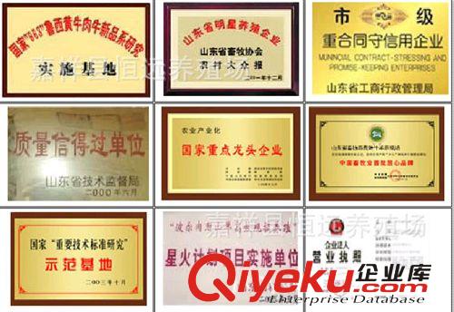 肉牛好養(yǎng)活嗎湖南省邵陽(yáng)市黃牛好養(yǎng)活嗎