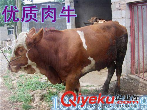 山東省濰坊市哪里賣肉牛犢哪里肉牛犢好