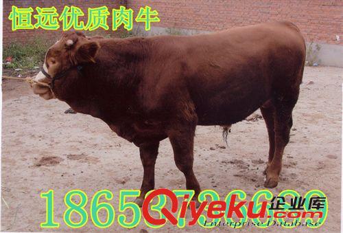 南陽肉牛價格山東恒遠牧業大型肉牛養殖基地原始圖片3