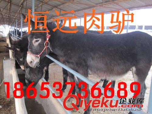和田市哪里有養(yǎng)驢的，驢好養(yǎng)嗎，一頭驢一年能掙多少錢