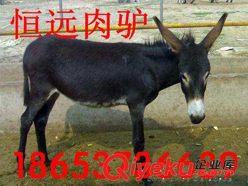 和田市哪里有養(yǎng)驢的，驢好養(yǎng)嗎，一頭驢一年能掙多少錢原始圖片2