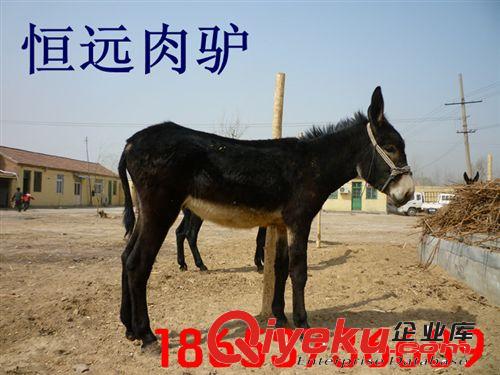 和田市哪里有養(yǎng)驢的，驢好養(yǎng)嗎，一頭驢一年能掙多少錢原始圖片3