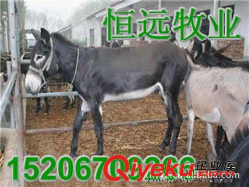 德州驢佳米驢大型養殖場 全國{zd0}的肉驢養殖基地