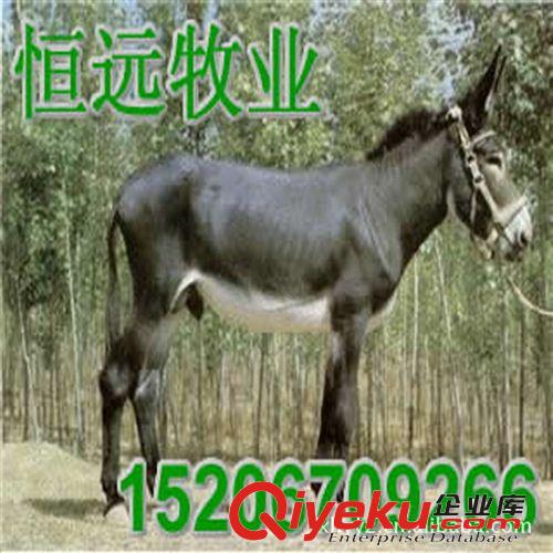 宜昌市佳米驢價(jià)格肉驢駒價(jià)格改良驢價(jià)格肉驢價(jià)格