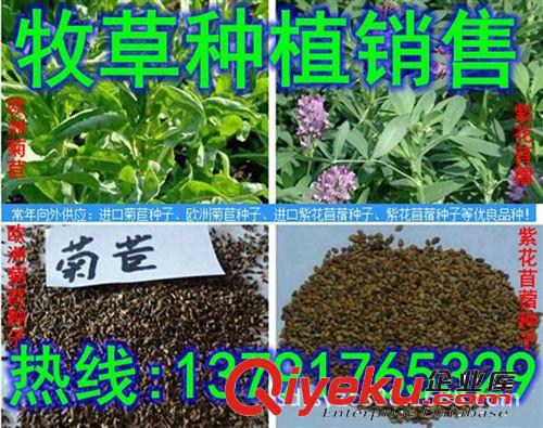 常年出售紅三葉種子|苦荬菜種子|皇竹草種子|魯梅克斯種子