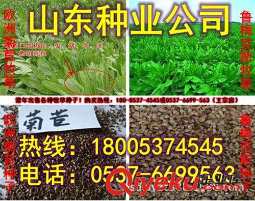 供應(yīng)進(jìn)口蘇丹草種子 養(yǎng)殖行業(yè)飼草{sx} 牧草種子批發(fā)原始圖片2