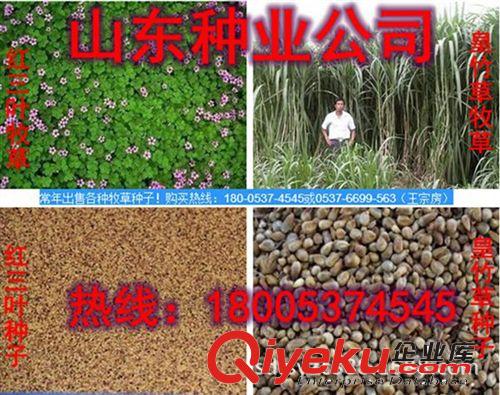 供應(yīng)進(jìn)口蘇丹草種子 養(yǎng)殖行業(yè)飼草{sx} 牧草種子批發(fā)原始圖片3