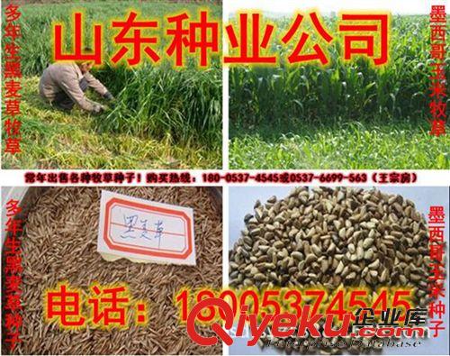 供應(yīng)進(jìn)口墨西哥玉米種子 養(yǎng)殖行業(yè)飼草{sx} 牧草種子批發(fā)