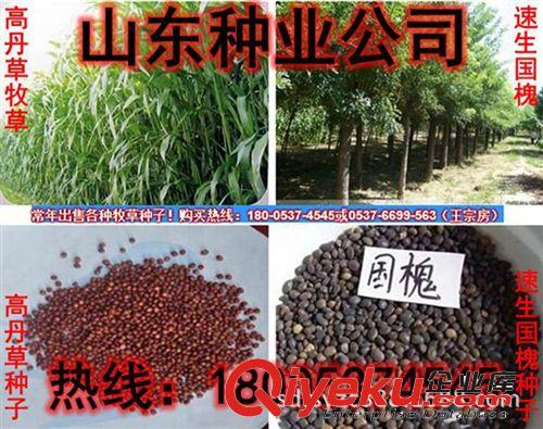 供應(yīng)進(jìn)口墨西哥玉米種子 養(yǎng)殖行業(yè)飼草{sx} 牧草種子批發(fā)原始圖片2