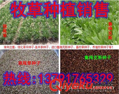 供應(yīng)進(jìn)口墨西哥玉米種子 養(yǎng)殖行業(yè)飼草{sx} 牧草種子批發(fā)原始圖片3
