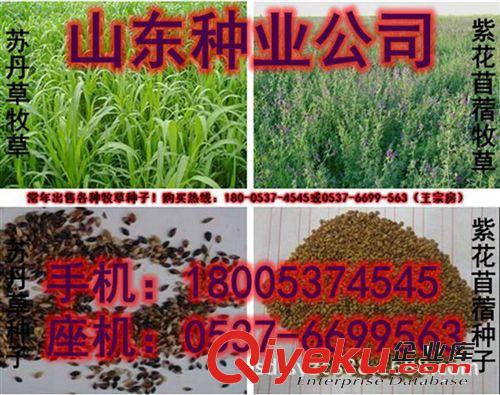 供應(yīng)進(jìn)口墨西哥玉米種子 養(yǎng)殖行業(yè)飼草{sx} 牧草種子批發(fā)