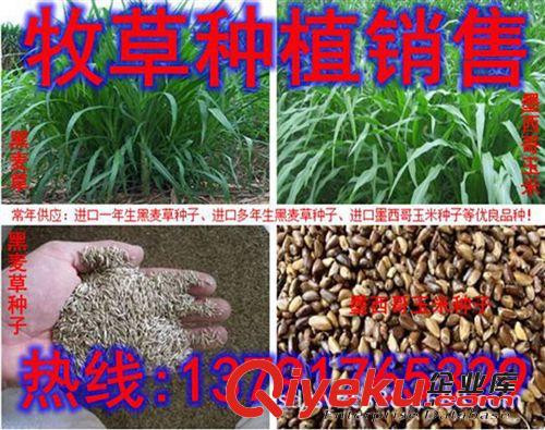 優(yōu)質(zhì)牧草種子{sx}進口【紫花苜蓿】畜牧局指定牧草種子原始圖片2