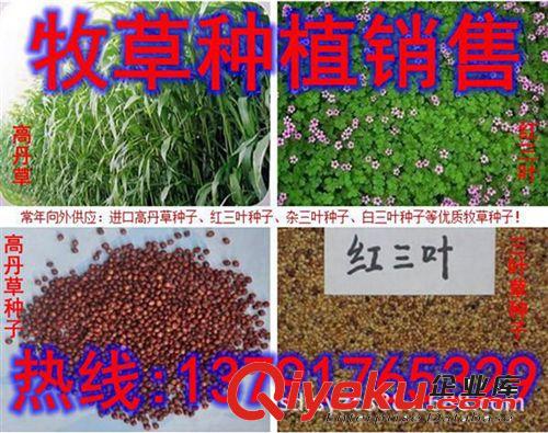 優(yōu)質(zhì)牧草種子{sx}進口【紫花苜蓿】畜牧局指定牧草種子