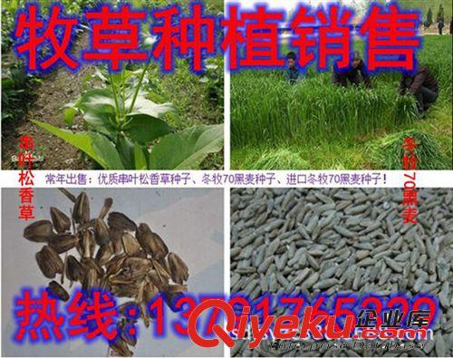 南方養(yǎng)殖種植需要牧草種子 北方養(yǎng)殖種植需要牧草種子 貨到付款原始圖片2