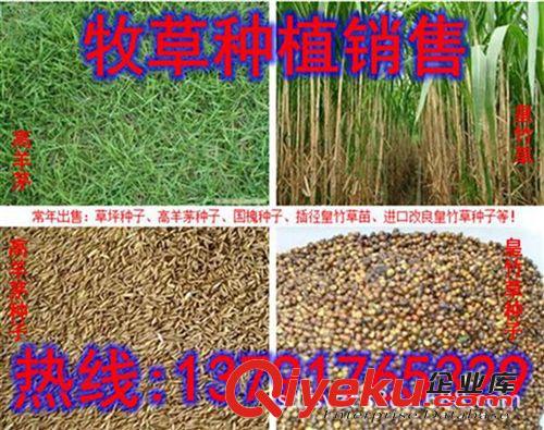 南方養(yǎng)殖種植需要牧草種子 北方養(yǎng)殖種植需要牧草種子 貨到付款原始圖片3