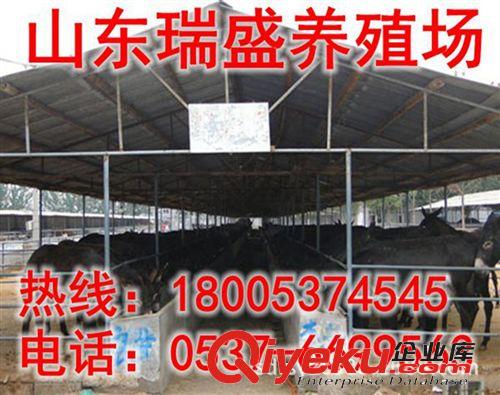 致富未必都經(jīng)商,養(yǎng)殖泌陽驢【泌陽驢肉驢駒】也能奔小康