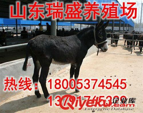致富未必都經(jīng)商,養(yǎng)殖泌陽驢【泌陽驢肉驢駒】也能奔小康