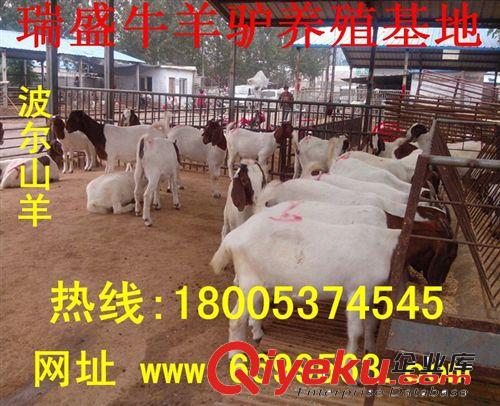農村怎么養殖西門塔爾牛 魯西黃牛肉牛犢 西門塔爾牛養殖場