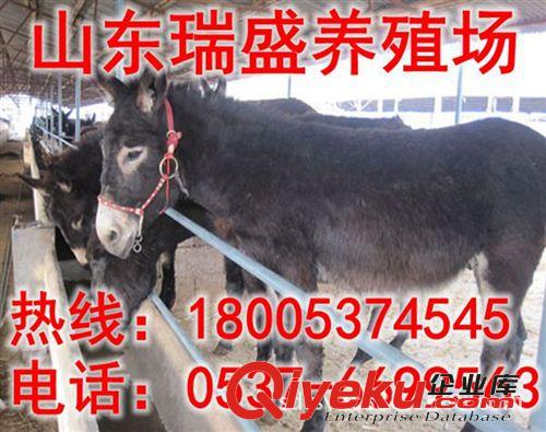 致富未必都經(jīng)商,養(yǎng)殖毛驢【肉驢駒】也能奔小康