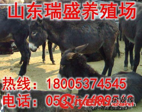 致富未必都經商,養殖慶陽驢【慶陽驢肉驢駒】也能奔小康