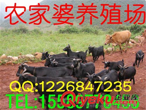 畜牧局推廣金牌誠信供應商，純杜泊綿羊小尾寒羊市場批發價格e