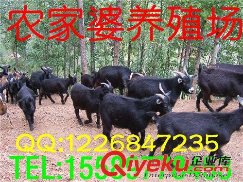 黑山羊，羊羔{zx1}價格，羊羔{zx1}品種，山東證監羊羔養殖場e原始圖片2