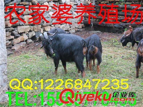 黑山羊，羊羔{zx1}價格，羊羔{zx1}品種，山東證監羊羔養殖場e原始圖片3
