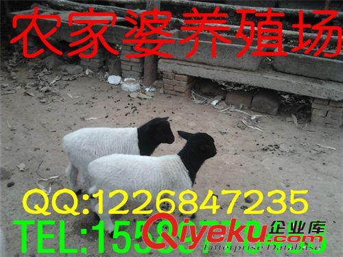 畜牧局推廣金牌誠信供應商，純杜泊綿羊小尾寒羊市場批發價格e