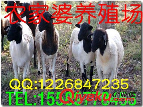 畜牧局推廣金牌誠信供應商，純杜泊綿羊小尾寒羊市場批發價格e原始圖片2
