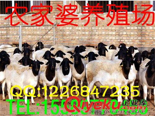 畜牧局推廣金牌誠信供應商，純杜泊綿羊小尾寒羊市場批發價格e原始圖片3