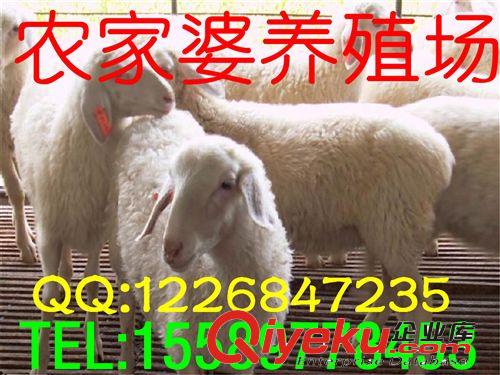 畜牧局推廣金牌誠信供應商，純杜泊綿羊小尾寒羊市場批發價格e